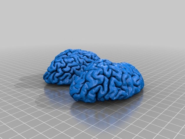 beyin modeli 3d baskı insan beyni 3D print model - Mito3D