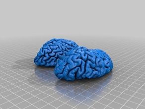 brain model 3d printing brain human brain