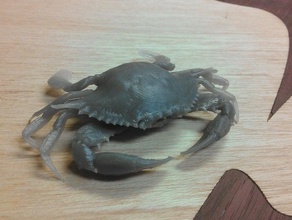 chesapeake blue crab scansioni & repliche accurata animale il granchio tc ad alta risoluzione museo le 3d print model - Mito3D