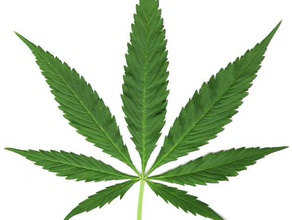 yüksek detay pot yaprak heykeller ayrıntılı uyuşturucu esrar marihuana yaprağı ot 3d print model - Mito3D