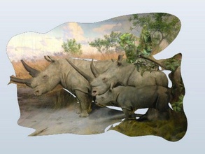 amnh africaine des rhinocéros les analyses répliques diorama musée 3d print model - Mito3D