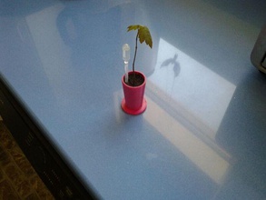 as sementes da árvore starter vaso de flores biologia educacionais experimental 3d print model - Mito3D