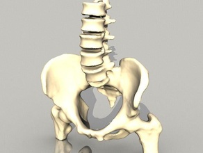 pelvis biology anatomy bones educational learning skeleton spine 3d print model - Mito3D
