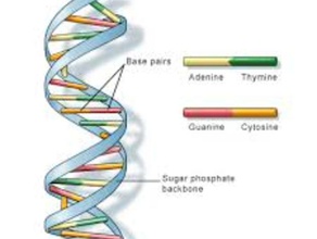 molécula de adn La impresión en 3d bill nye cuerpo el la genética vida proyecto ciencia hombre 3d print model - Mito3D