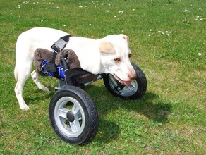 regolabile sedia a rotelle per disabili cucciolo di cane gli animali domestici portatori handicap multirap 3d print model - Mito3D