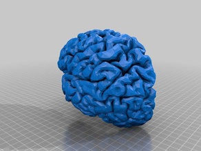 das menschliche Gehirn Biologie cortex MRT die Neurowissenschaften 3d print model - Mito3D