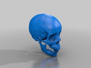 human skull anatomically correct printer friendly updated jaw biology bones brain cranium skeleton 3d print model - Mito3D