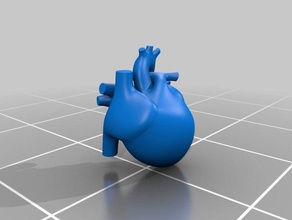 coração anatomia corpo humano 3d print model - Mito3D