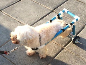 perro de la silla ruedas las mascotas carrito ortopedico 3d print model - Mito3D