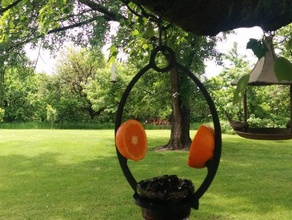 oriol alimentador biología comedero de pájaros la jalea naranja oropéndola 3d print model - Mito3D