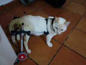 pet wheelchair small pets cat cats diy dogs dog kitten wheel chair 3d print model - Mito3D