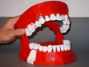 dentaire modèle de démonstration mod le d monstration l'apprentissage l'anatomie la communication médecine prothèses dents dent 3d print model - Mito3D