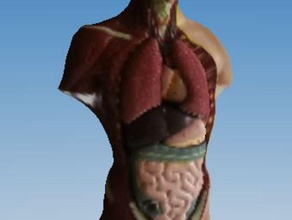 digitalisierte Modell menschlichen Körper die inneren Organe lernen 3d print model - Mito3D