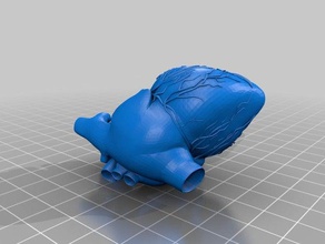 anatomical human heart 3d printing 3d print model - Mito3D