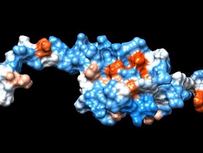 sumo - small ubiquitin-like modifier Biologie molekulare Molekül Wissenschaft sumo-Ringen 3d print model - Mito3D