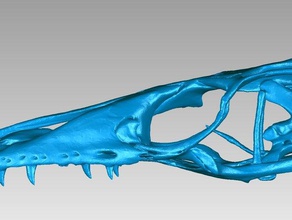 cranio nilo monitor varanus niloticus animali amniote l'osso carnivoro lucertola paleontologia rettile 3d print model - Mito3D