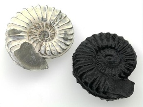 ammonite de la biologie fossile shell 3d print model - Mito3D