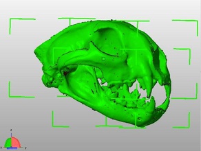 entièrement imprimables cougar crâne modèles animal de la biologie géologie les géosciences l'apprentissage modèle science science-festival squelette le 3d print model - Mito3D