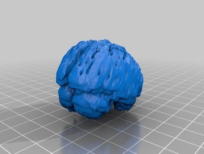 cervello foro La stampa 3d 3d print model - Mito3D