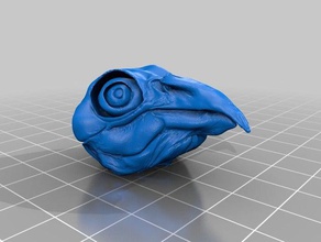 pájaro cráneo animal de aves el 3d print model - Mito3D