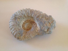 ammonita scansioni & repliche l'istruzione fossili divertente geoscience paleontologia shell 3d print model - Mito3D