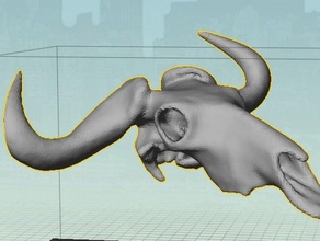wildebeest skull scans & replicas animal wildebees 3d print model - Mito3D