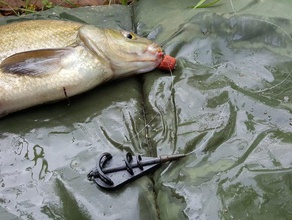 inline méthode d'engraissement sport et loisirs le chargeur du poisson de la pêche 3d print model - Mito3D