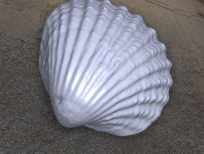 concha de mar biología Escaneo 3d 3d print model - Mito3D