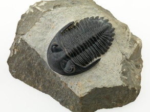 trilobite p149623 animaux fossile la géologie les géosciences musée de paléontologie 3d print model - Mito3D