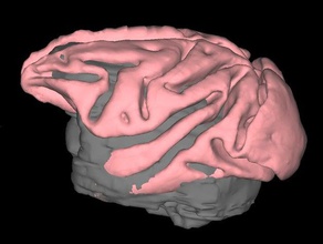 macaque brain mri biology 3d print model - Mito3D