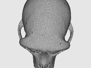macaque monkey skull biology brain 3d print model - Mito3D