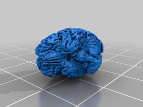 35 year olds brain biology keychain ultimaker 3d print model - Mito3D