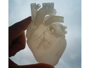 anatomica del cuore sculture l'anatomia medico zbrush 3d print model - Mito3D
