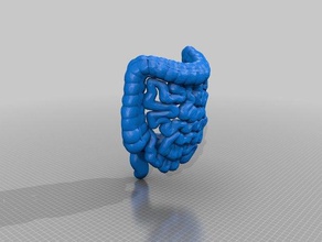 tıp öğrencisi alt gastrointestinal anatomisi insanlar anatomi kolon doktor gi tıbbi ntestine rektum 3d print model - Mito3D