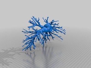 Lungenarterien menschliche gereinigt druckbar Biologie 3d print model - Mito3D