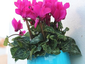 altir plant vase - wall mount decor decoration decorative flower 3d print model - Mito3D