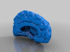 étudiant en médecine, anatomie 1 droit cerveau de la biologie l'anatomie du 3d print model - Mito3D