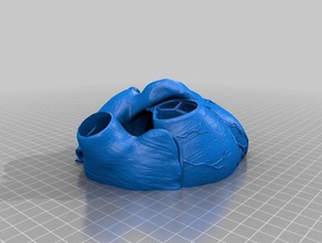 medical student anatomy 1 cut open heart biology medicine valve 3d print model - Mito3D