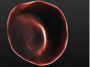modelo de células vermelhas do sangue biologia 3dmodel anatomia o corpo célula humanos fisiologia vermelho reologia ciência 3d print model - Mito3D