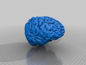 cérebro de matéria cinzenta biologia 3d print model - Mito3D