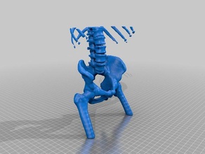 pelve biologia 3d print model - Mito3D