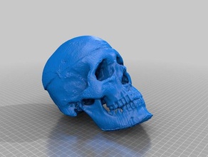 skeleton head scans & replicas makerbotdigitizer scan 3d print model - Mito3D
