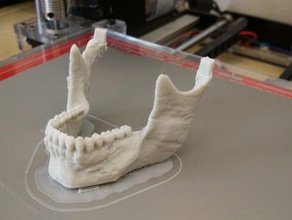 cranio umano separati mandibola connettori scansioni & repliche accademia l'istruzione di apprendimento 3d print model - Mito3D