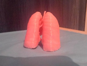 pulmões modelo 3d biologia anatomia o corpo de alta resolução aprender makeredchallenge 3d print model - Mito3D