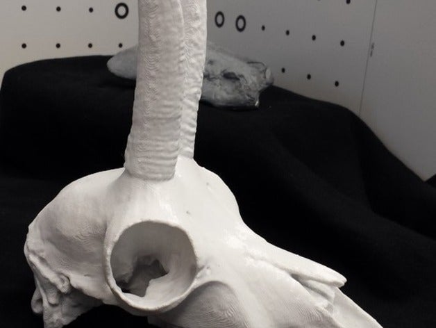 crânio de camurça rupicapra animais alpes osso ossos gaemse gams cabra mamífero vertebrados 3D print model - Mito3D