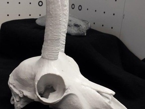 skull chamois rupicapra animals alps bone bones gaemse gams goat mammal vertebrate 3d print model - Mito3D