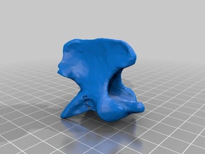 dog&acutes atlas asse ct animali vertebra vertebre vet veterinari 3d print model - Mito3D