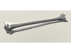 humanos de la tibia con el peroné biología anatomía hueso rodilla pierna 3d print model - Mito3D