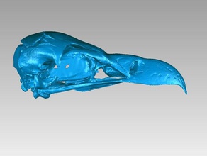 skull griffon vulture gyps fulvus animals aves beak biology bird bone geier jaw vertebrate 3d print model - Mito3D