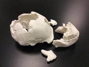 homo naledi skull reconstruction calvaria biology ancient anthropology archaeology fossil human humanoid 3d print model - Mito3D